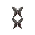 �^�g�D�[�V�[���@���g�H